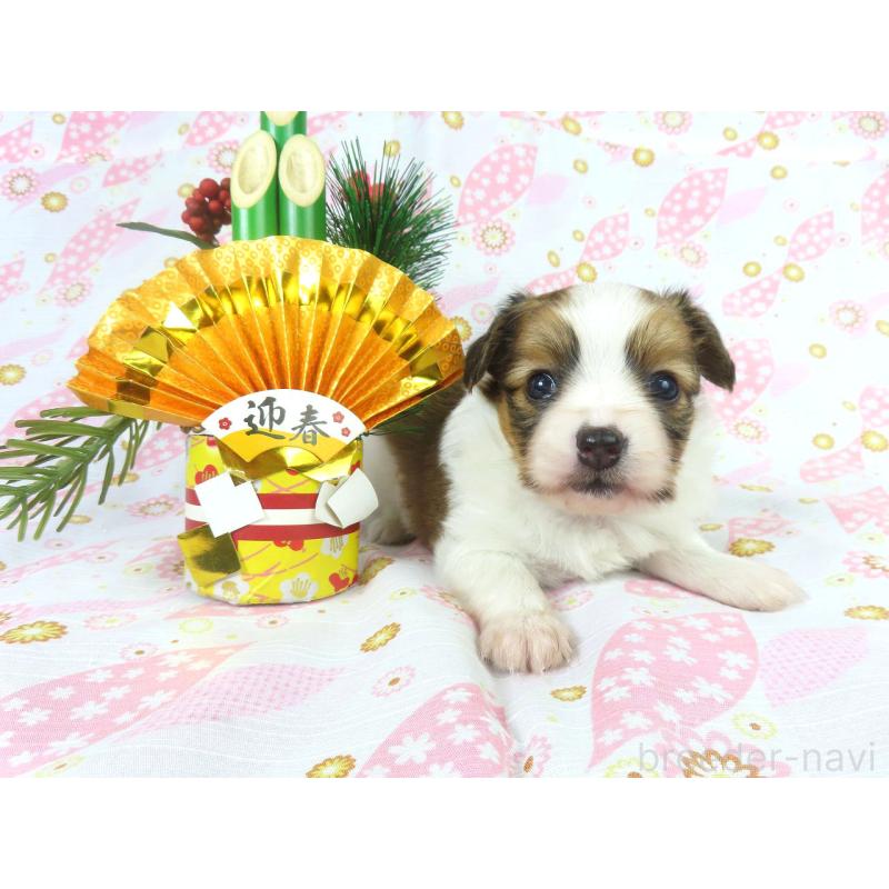 成約済の千葉県のパピヨン-431890の2枚目