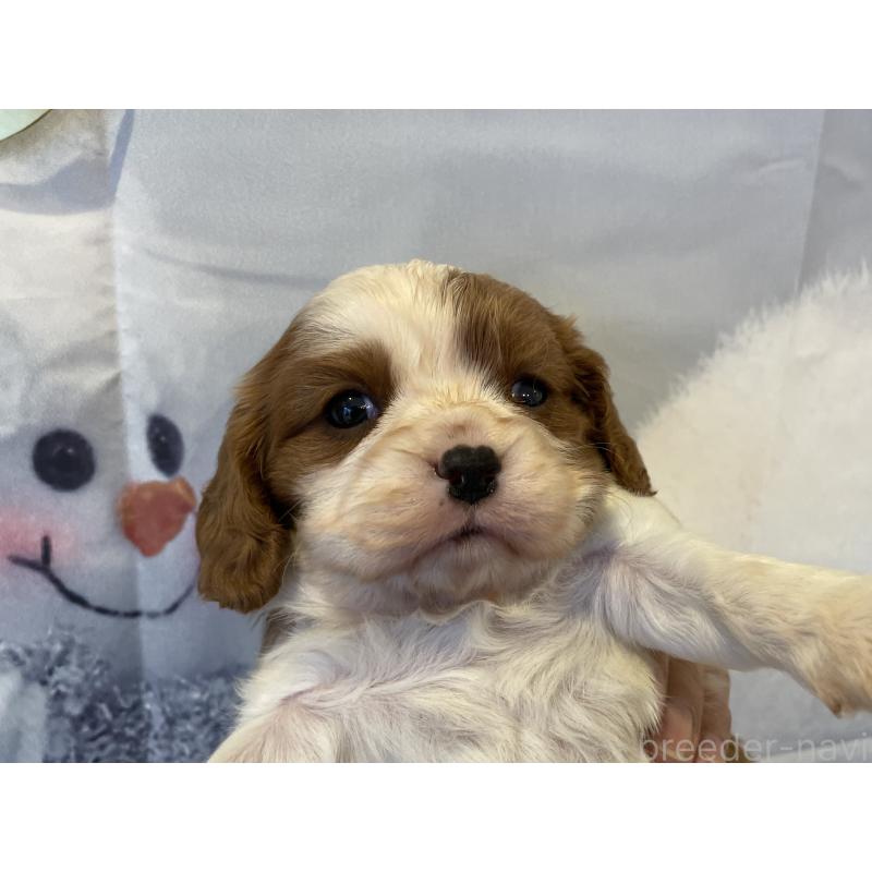 販売中の北海道のキャバリアキングチャールズスパニエル-434144の5枚目