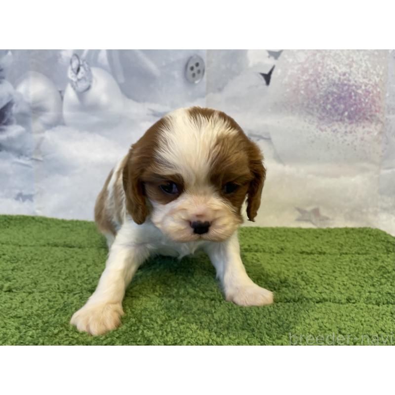 販売中の北海道のキャバリアキングチャールズスパニエル-434144の3枚目