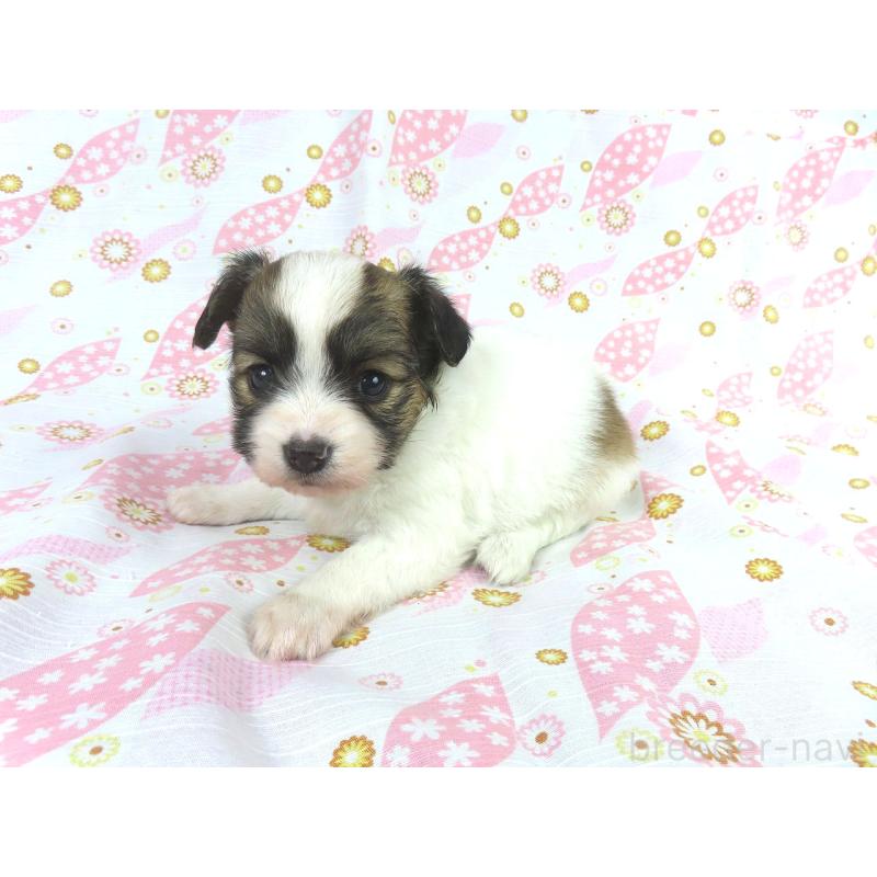 成約済の千葉県のパピヨン-431893の4枚目