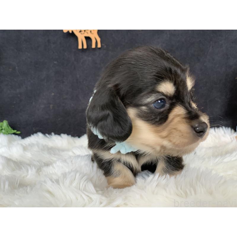 販売中の大分県のカニンヘンダックスフンド(ロングヘアード)-434145の6枚目