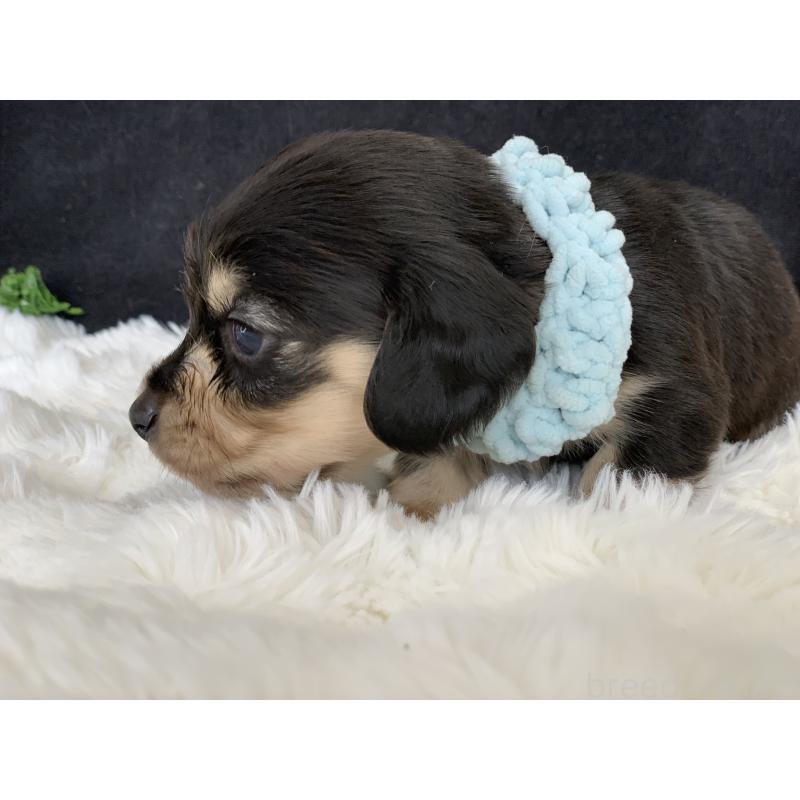 販売中の大分県のカニンヘンダックスフンド(ロングヘアード)-434145の5枚目