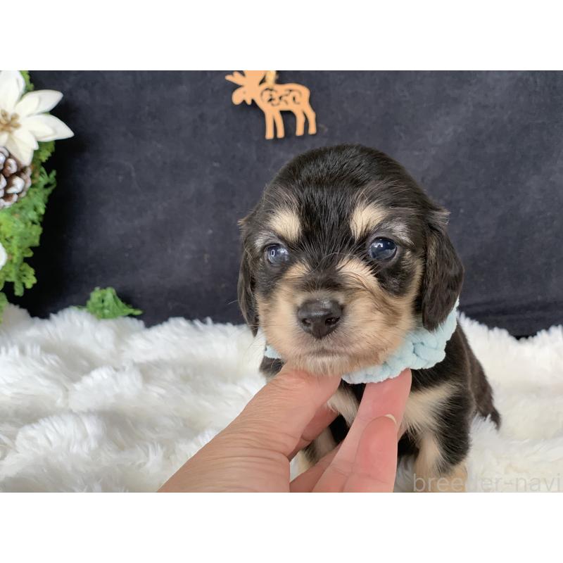 販売中の大分県のカニンヘンダックスフンド(ロングヘアード)-434145の4枚目