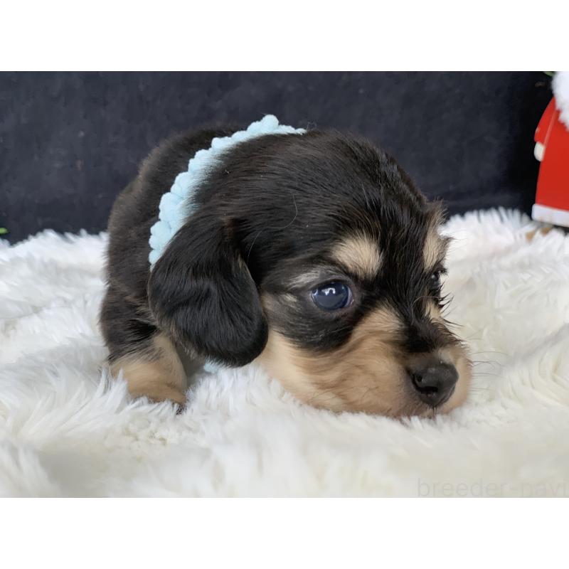 販売中の大分県のカニンヘンダックスフンド(ロングヘアード)-434145の3枚目