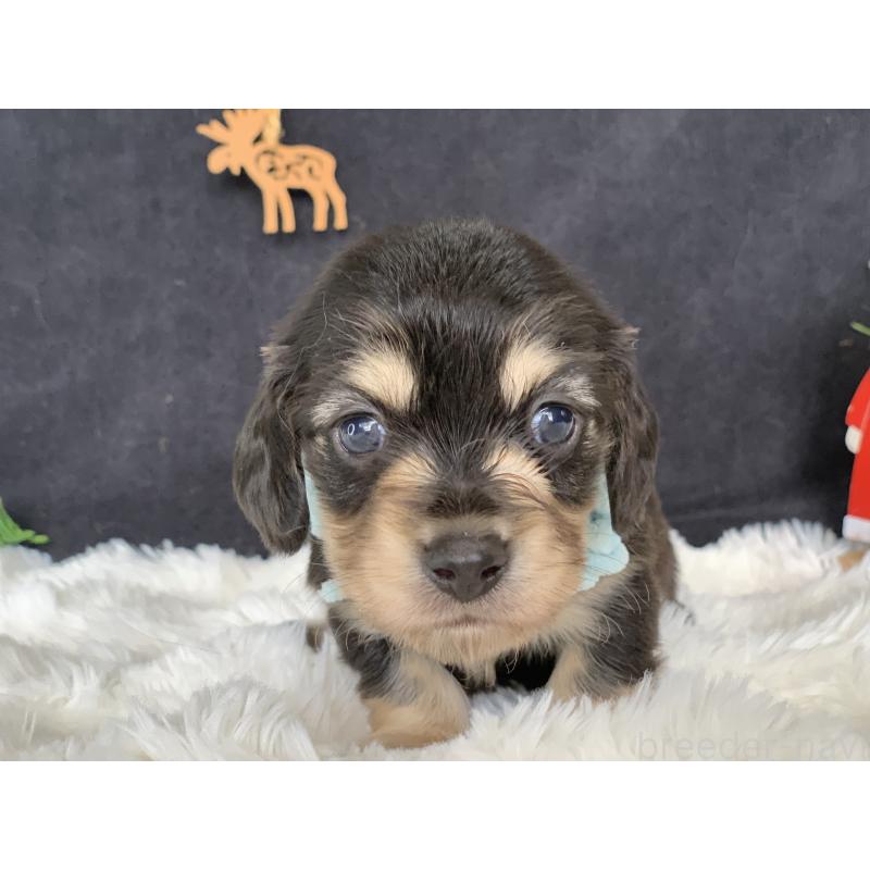 販売中の大分県のカニンヘンダックスフンド(ロングヘアード)-434145の2枚目