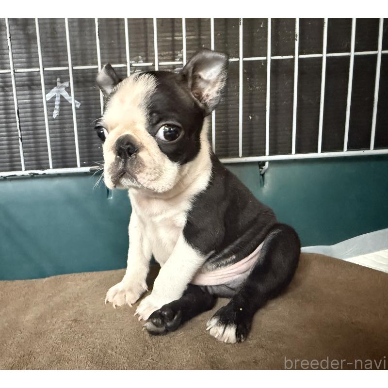 販売中の愛知県のボストンテリア-427240の10枚目