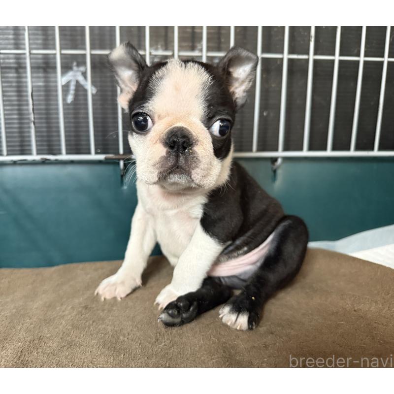 販売中の愛知県のボストンテリア-427240の9枚目