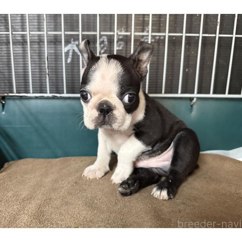 販売中の愛知県のボストンテリア-427240の8枚目