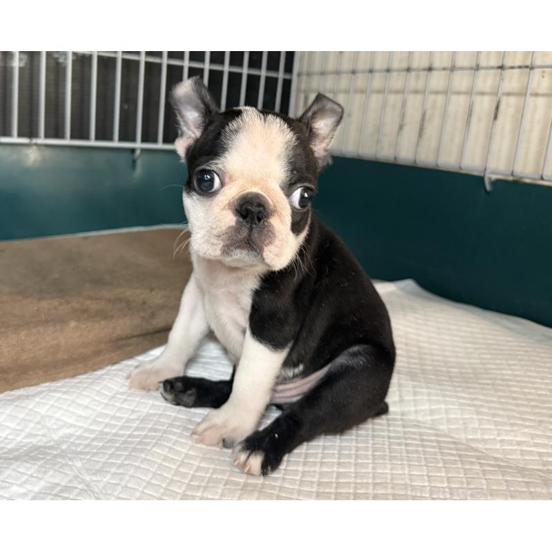 販売中の愛知県のボストンテリア-427240の7枚目