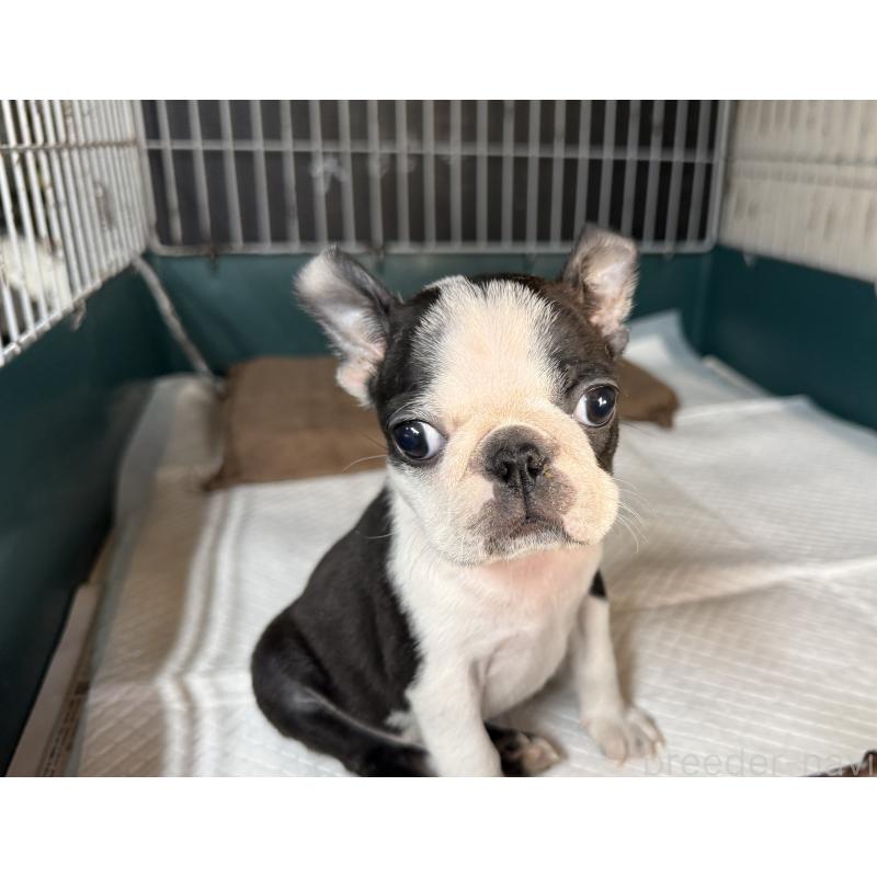 販売中の愛知県のボストンテリア-427240の6枚目