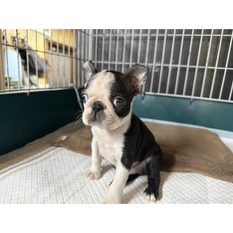 販売中の愛知県のボストンテリア-427240の5枚目