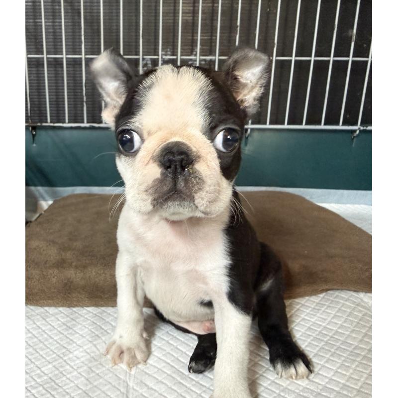 販売中の愛知県のボストンテリア-427240の4枚目