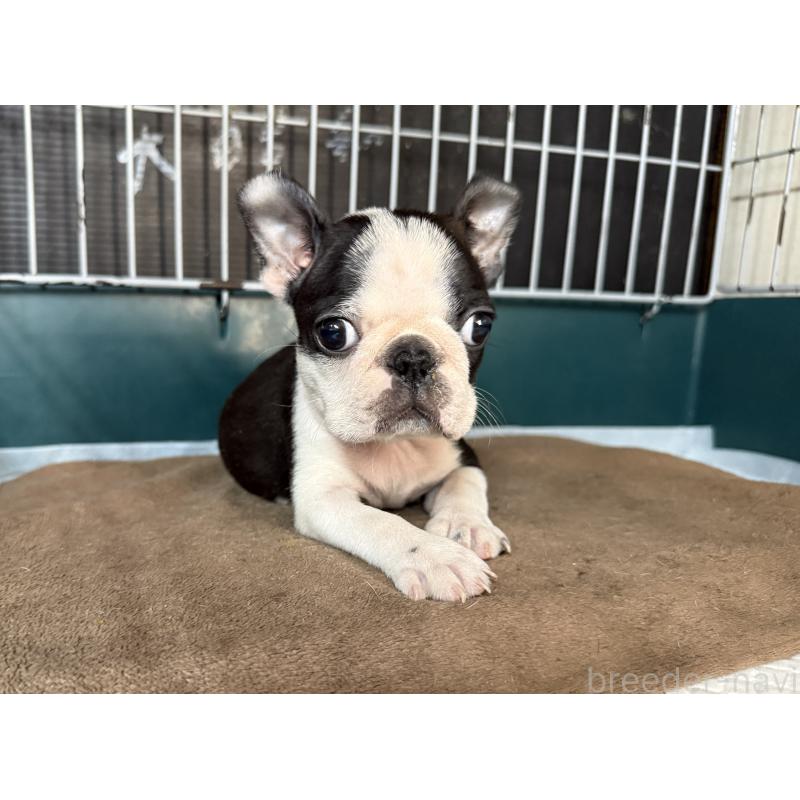 販売中の愛知県のボストンテリア-427240の3枚目