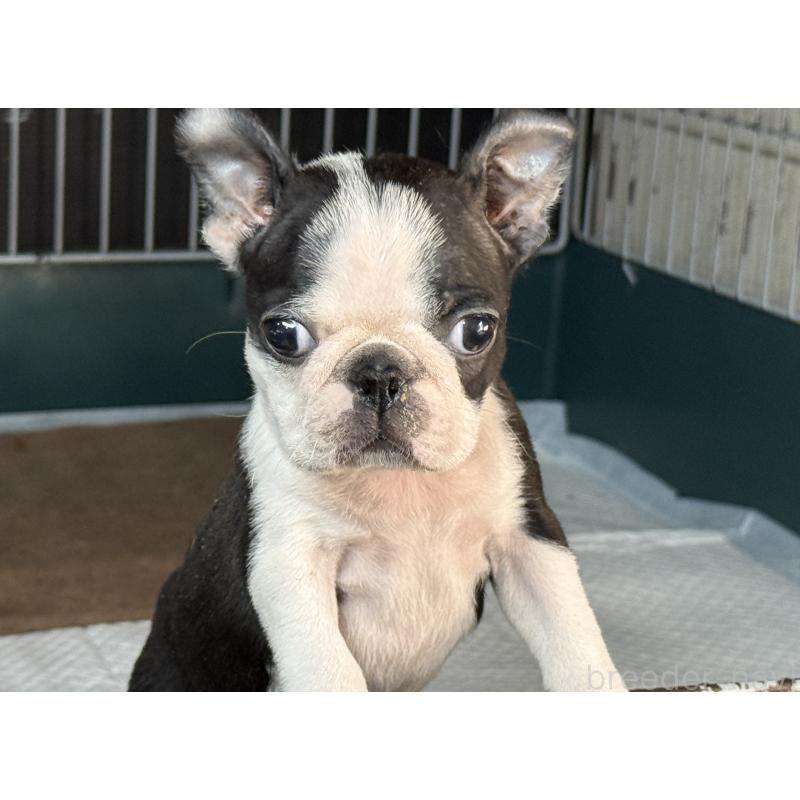 販売中の愛知県のボストンテリア-427240の2枚目