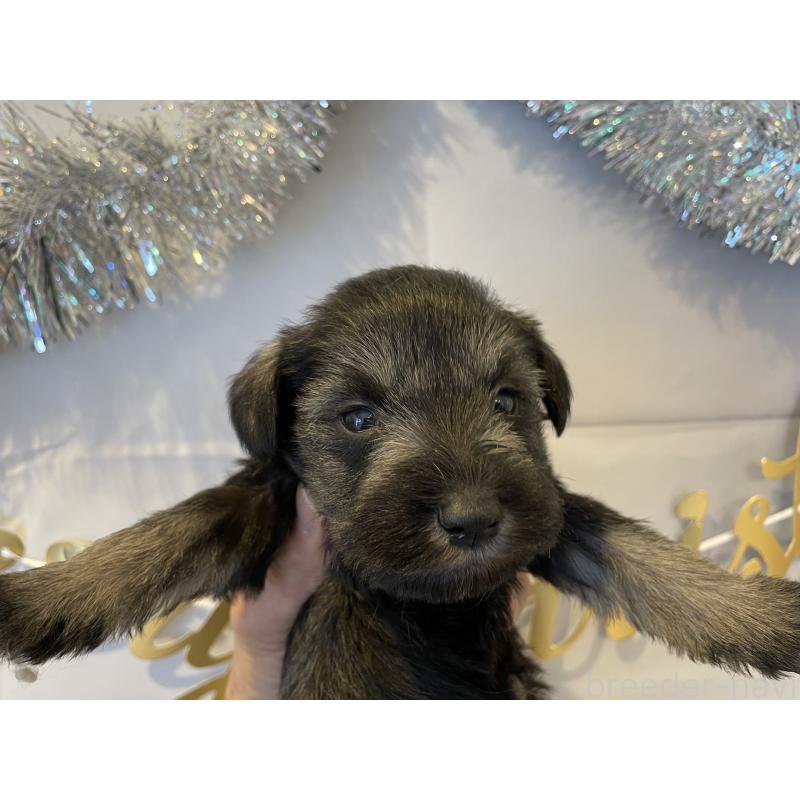 販売中の北海道のミニチュアシュナウザー-434146の5枚目