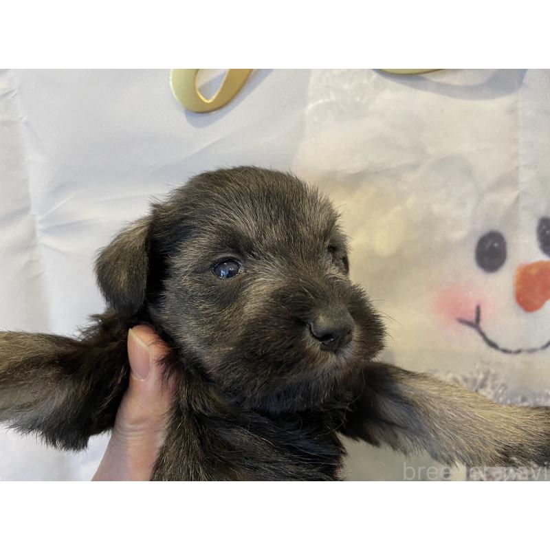 販売中の北海道のミニチュアシュナウザー-434146の3枚目