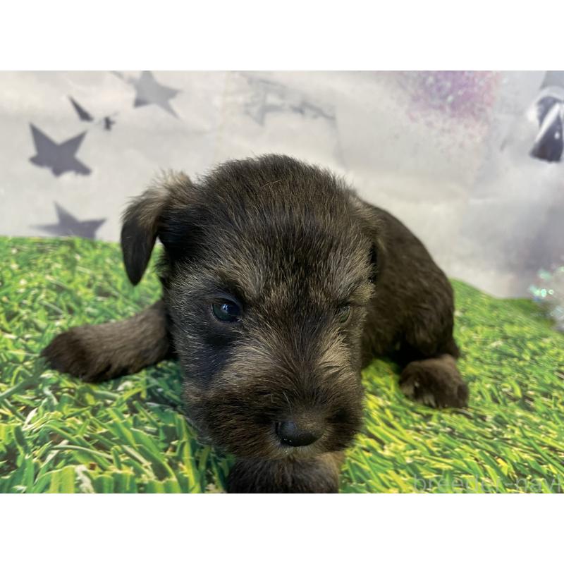 販売中の北海道のミニチュアシュナウザー-434146の2枚目