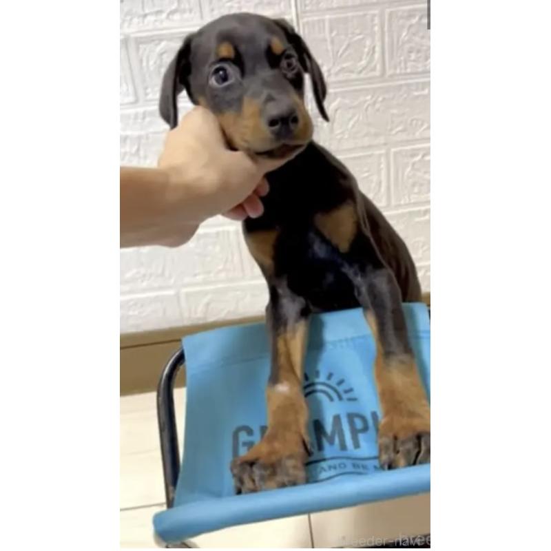 販売中の奈良県のドーベルマン-434147の3枚目