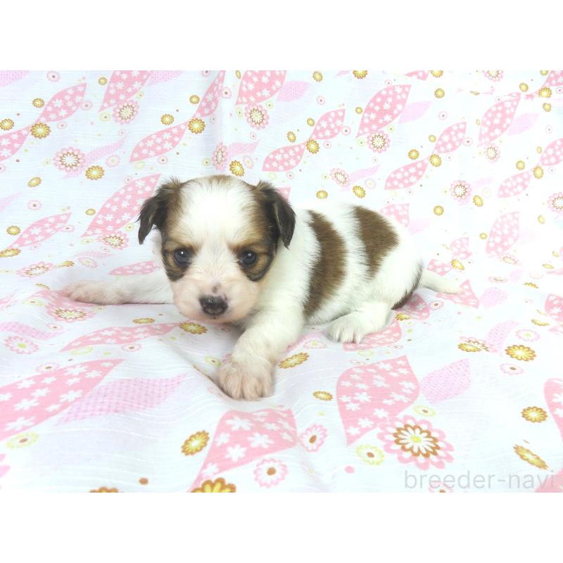 成約済の千葉県のパピヨン-431894の4枚目