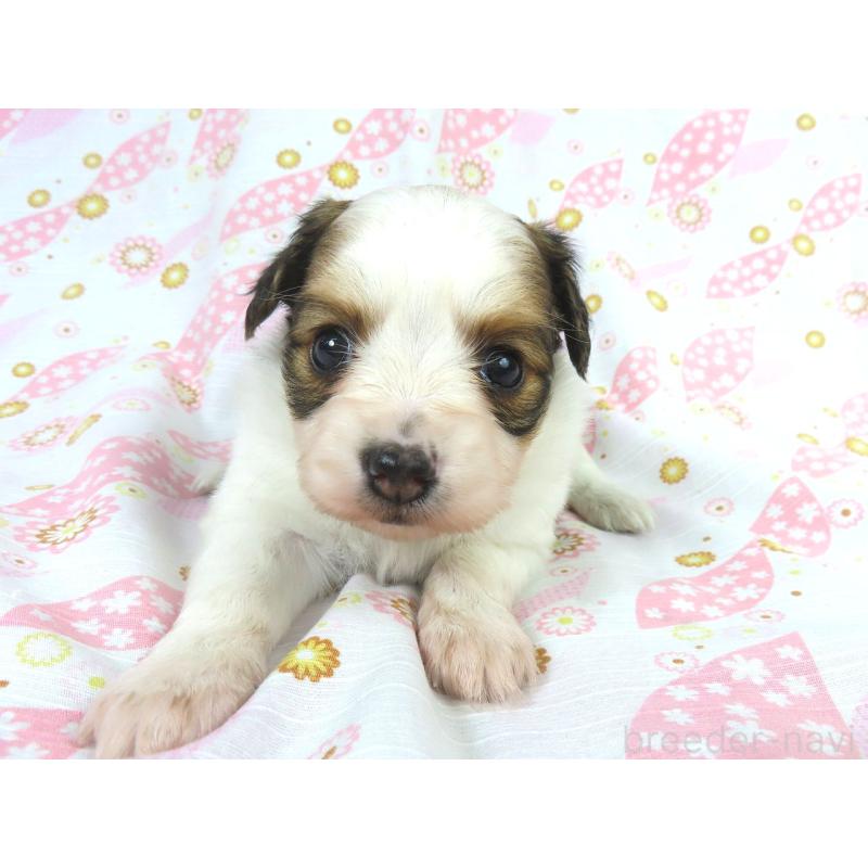 成約済の千葉県のパピヨン-431894の2枚目