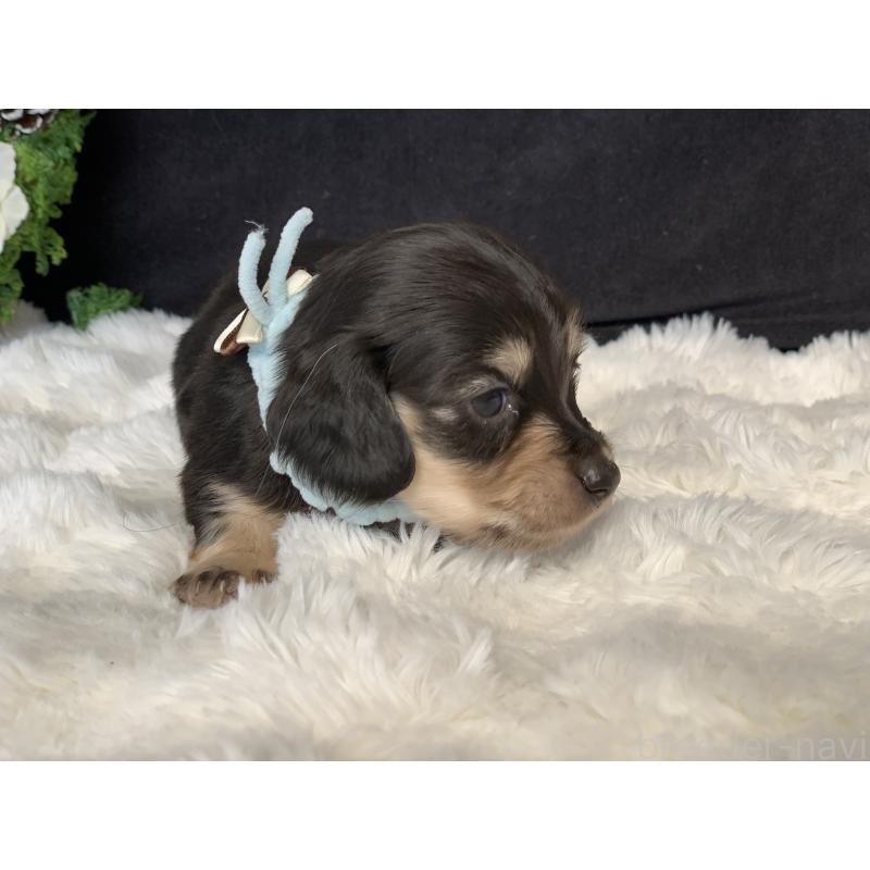 販売中の大分県のカニンヘンダックスフンド(ロングヘアード)-434148の6枚目