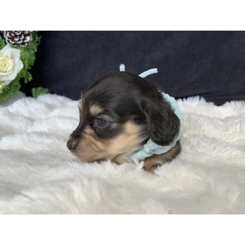 販売中の大分県のカニンヘンダックスフンド(ロングヘアード)-434148の5枚目