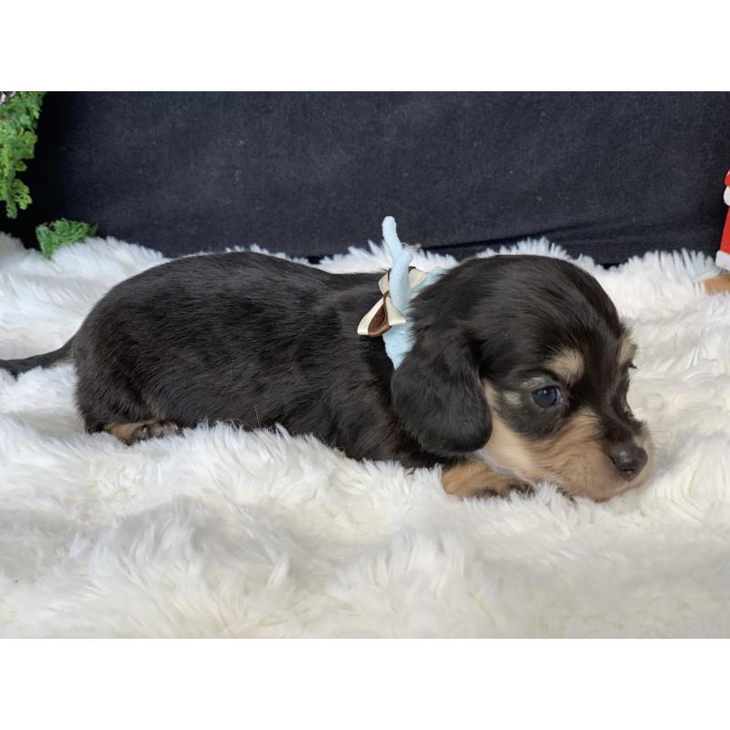 販売中の大分県のカニンヘンダックスフンド(ロングヘアード)-434148の4枚目