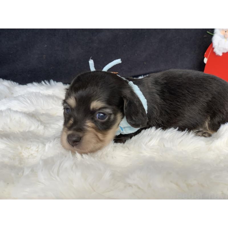 販売中の大分県のカニンヘンダックスフンド(ロングヘアード)-434148の3枚目