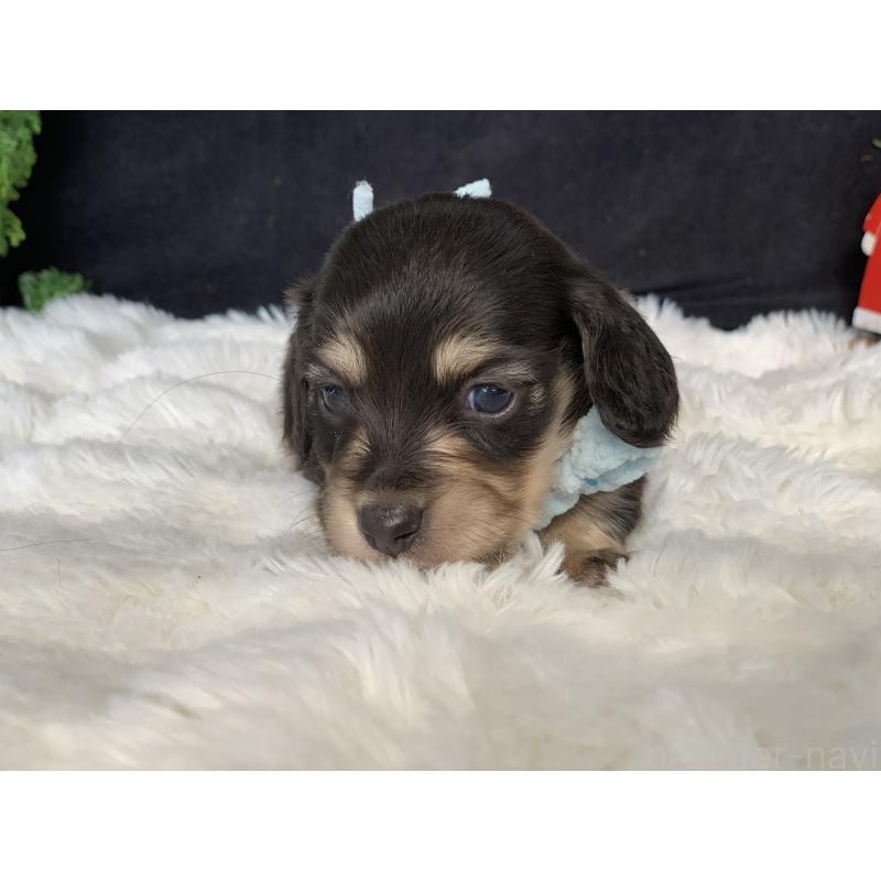 販売中の大分県のカニンヘンダックスフンド(ロングヘアード)-434148の2枚目