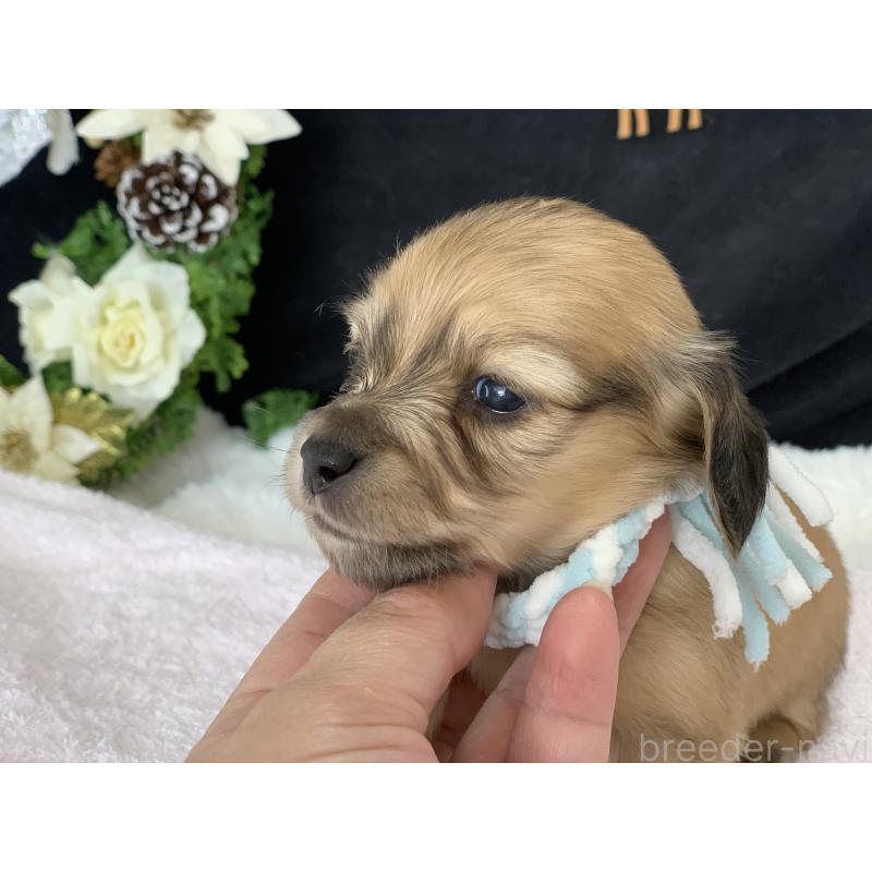 販売中の大分県のカニンヘンダックスフンド(ロングヘアード)-434149の6枚目