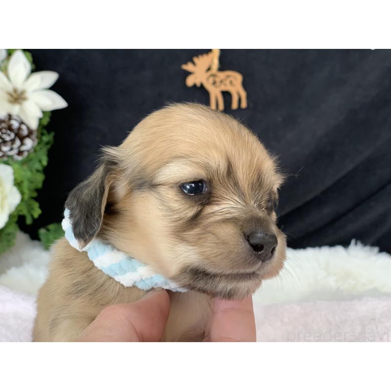 販売中の大分県のカニンヘンダックスフンド(ロングヘアード)-434149の5枚目