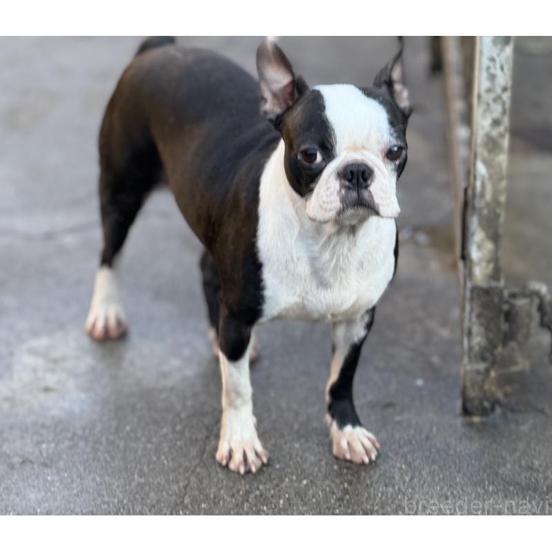 ランちゃん1枚目