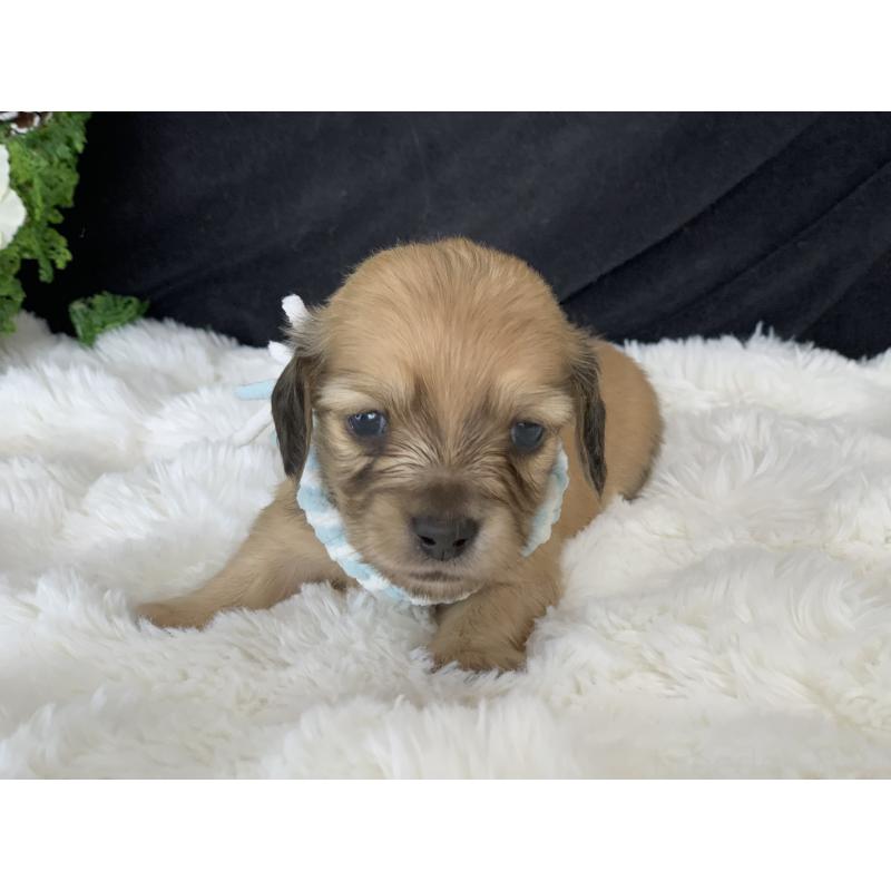 販売中の大分県のカニンヘンダックスフンド(ロングヘアード)-434149の4枚目