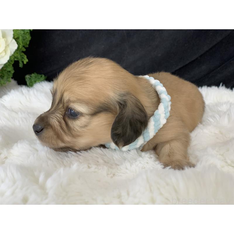 販売中の大分県のカニンヘンダックスフンド(ロングヘアード)-434149の3枚目