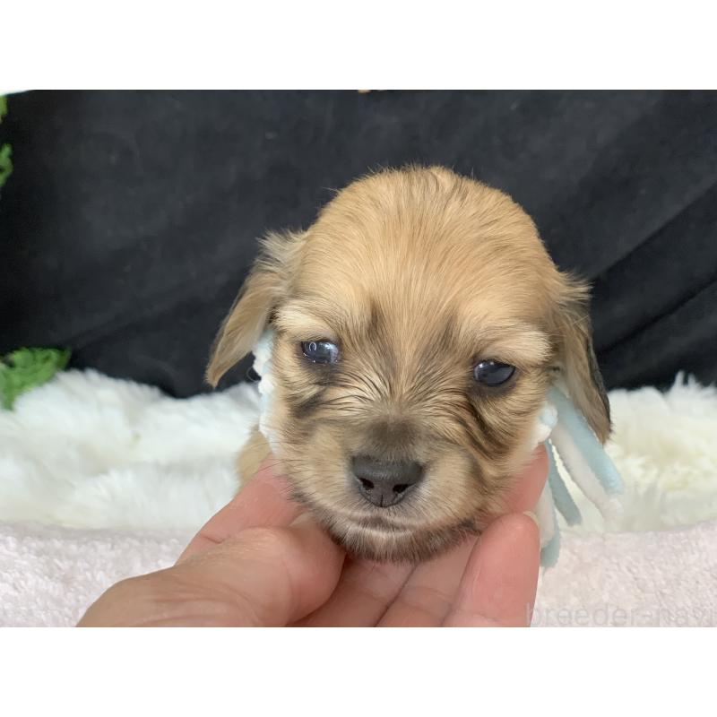 販売中の大分県のカニンヘンダックスフンド(ロングヘアード)-434149の2枚目