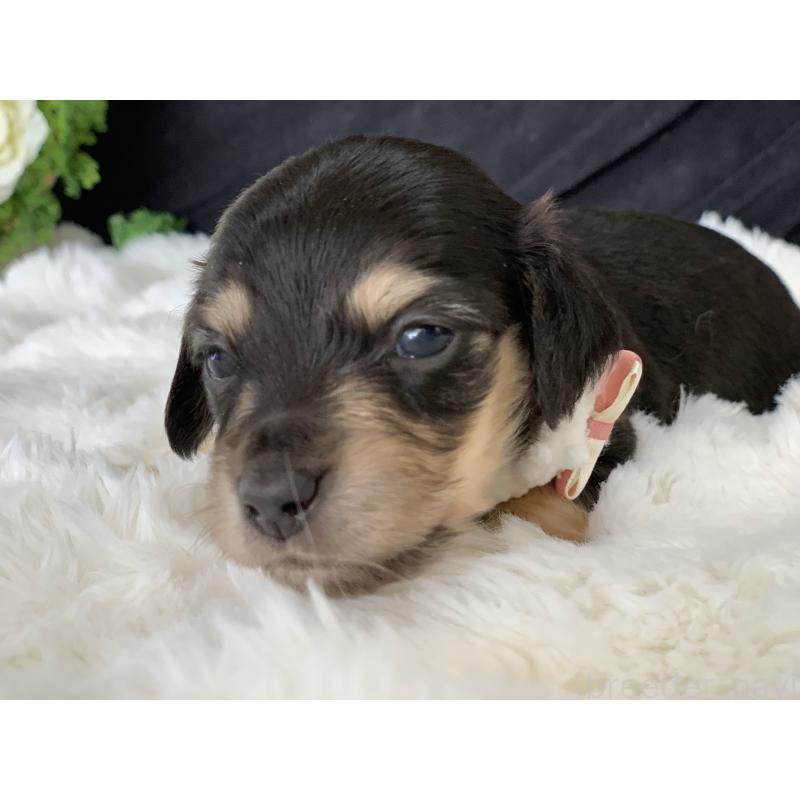 販売中の大分県のカニンヘンダックスフンド(ロングヘアード)-434152の6枚目