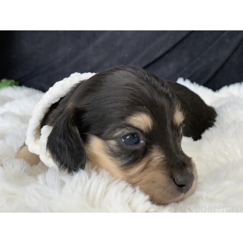 販売中の大分県のカニンヘンダックスフンド(ロングヘアード)-434152の5枚目