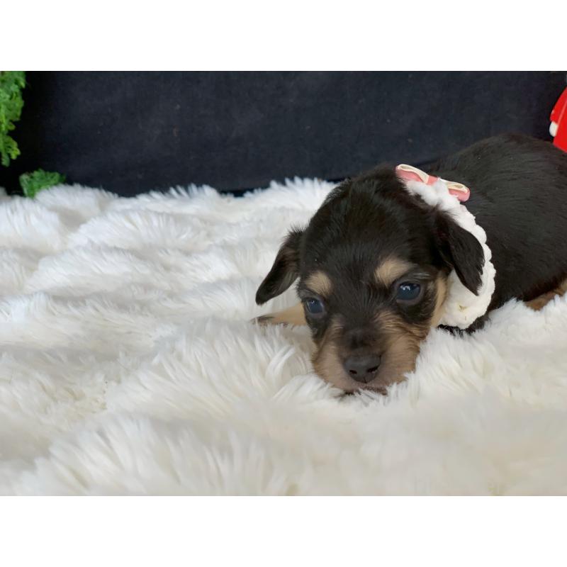 販売中の大分県のカニンヘンダックスフンド(ロングヘアード)-434152の4枚目