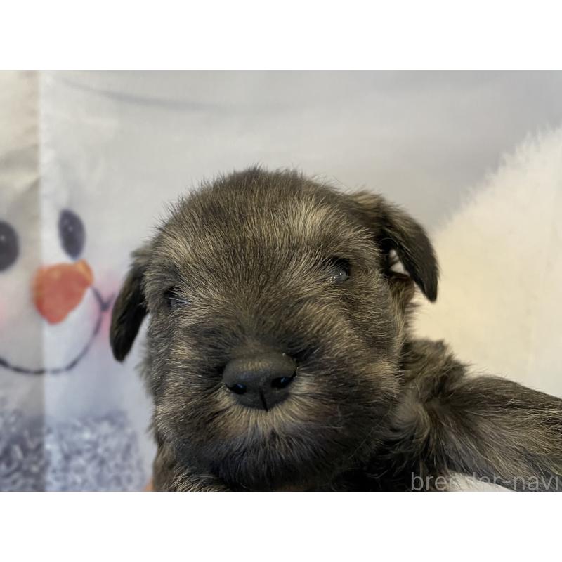 販売中の北海道のミニチュアシュナウザー-434150の4枚目