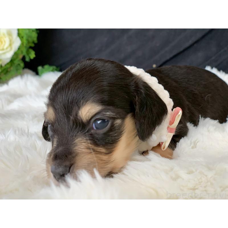 販売中の大分県のカニンヘンダックスフンド(ロングヘアード)-434152の3枚目