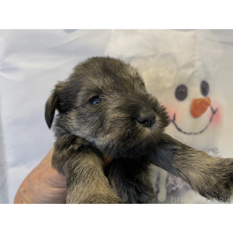 販売中の北海道のミニチュアシュナウザー-434150の3枚目