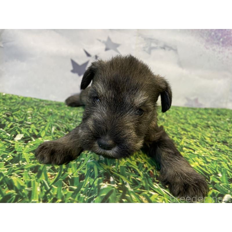 販売中の北海道のミニチュアシュナウザー-434150の2枚目