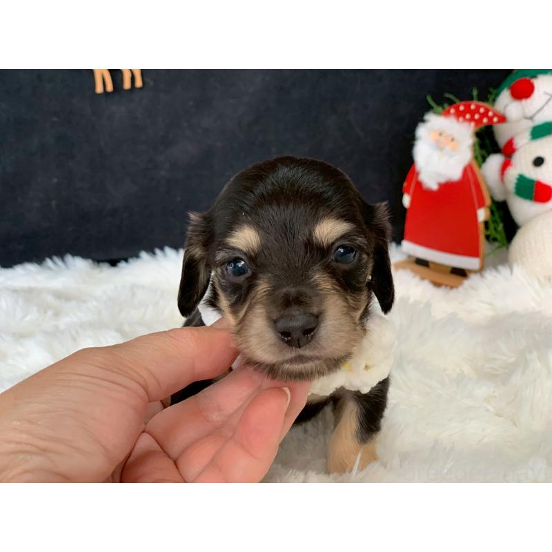 販売中の大分県のカニンヘンダックスフンド(ロングヘアード)-434152の2枚目