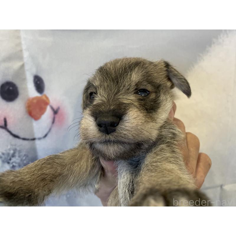 販売中の北海道のミニチュアシュナウザー-434153の6枚目