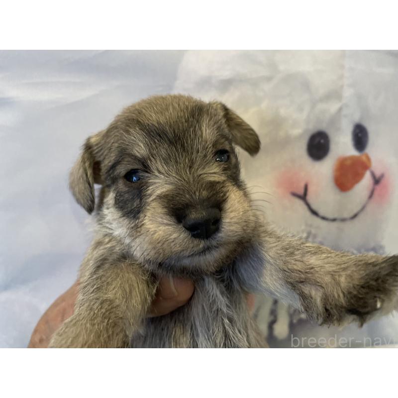 販売中の北海道のミニチュアシュナウザー-434153の5枚目