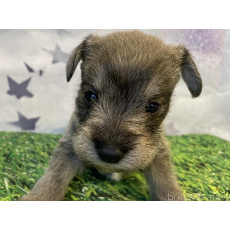 販売中の北海道のミニチュアシュナウザー-434153の4枚目