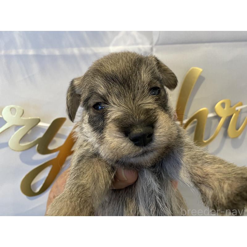 販売中の北海道のミニチュアシュナウザー-434153の3枚目