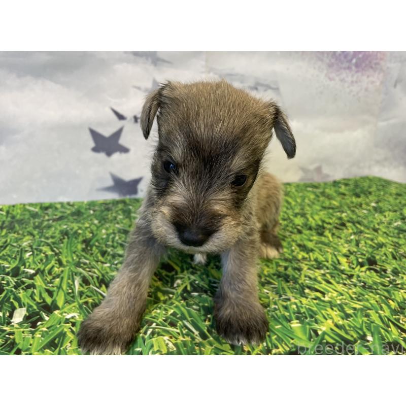 販売中の北海道のミニチュアシュナウザー-434153の2枚目