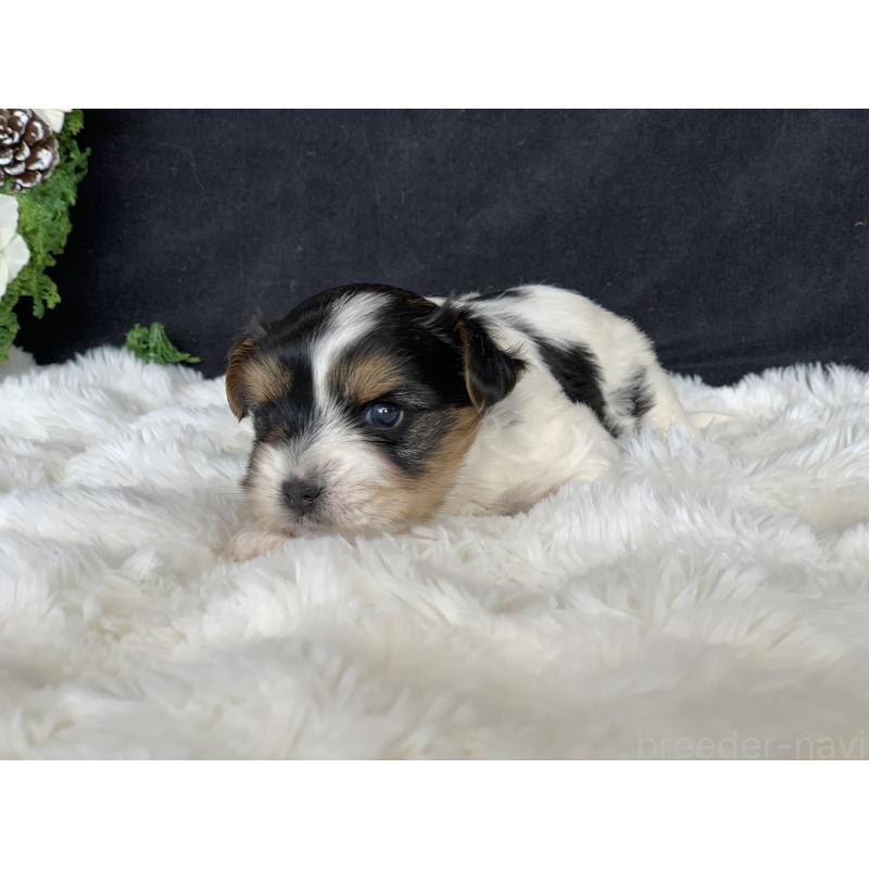 販売中の大分県のビューワーテリア-434157の7枚目