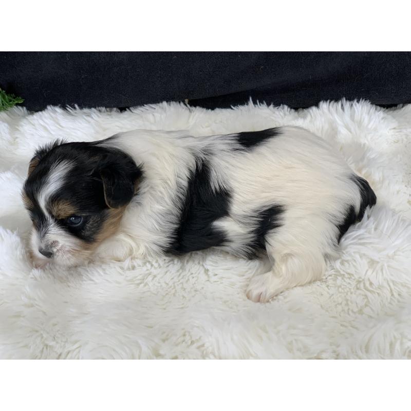 販売中の大分県のビューワーテリア-434157の6枚目